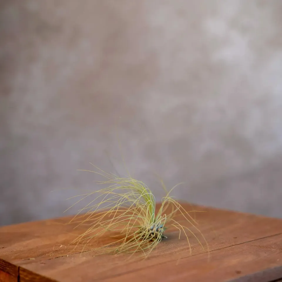 Airplantshop Tillandsia Argentea mini plante aérienne