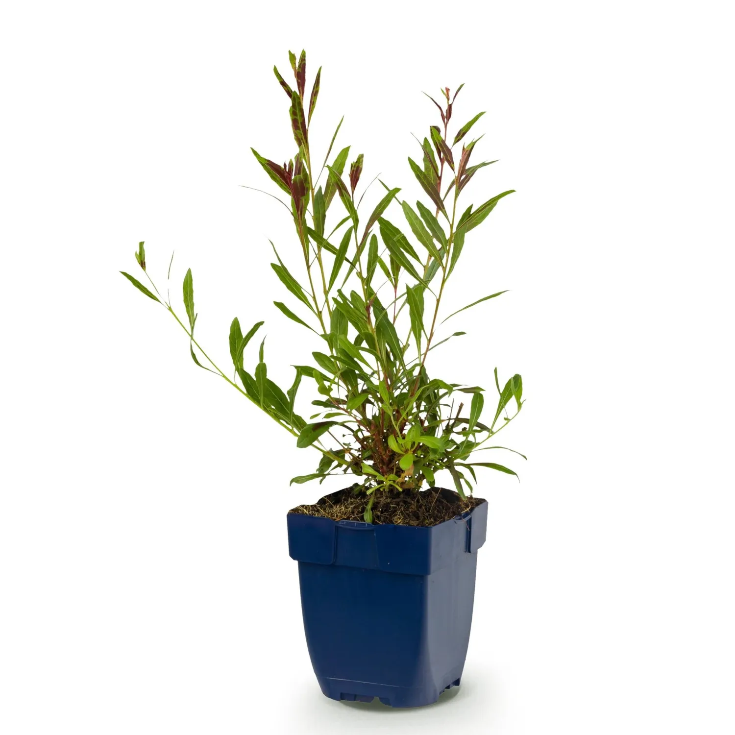 Plant and Stories Whirling Butterflies gaura vivace 1 plant
