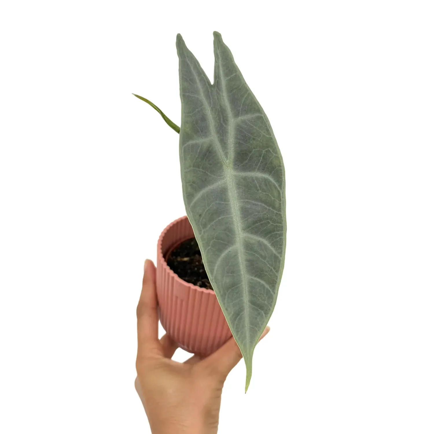 Plant and Stories Alocasia Longiloba Silver plante pot 8cm