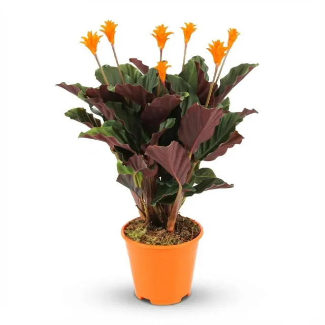 Plant and Stories Calathea Crocata plante d'intérieur 14cm velours
