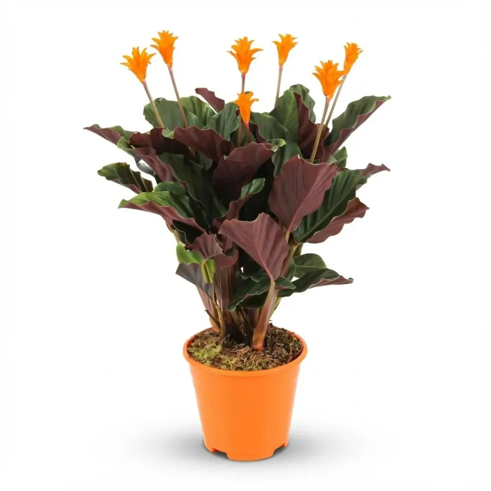 Plant and Stories Calathea Crocata plante d'intérieur 14cm velours