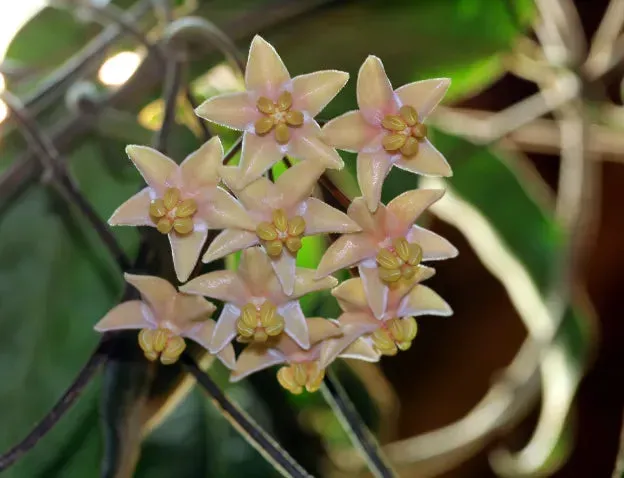 Plant and Stories Hoya Hypolasia plante d'intérieur pot 8 cm