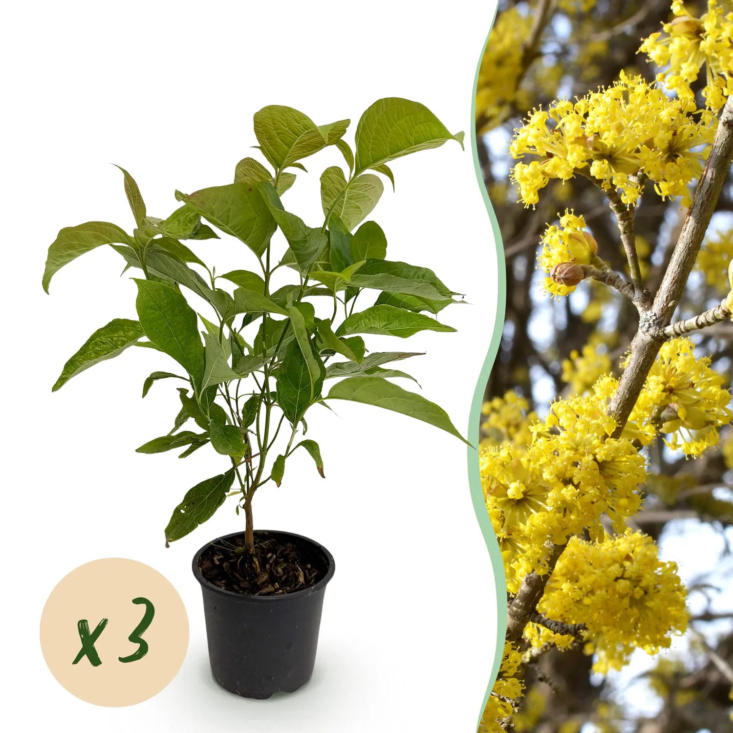 Plant and Stories Cornus Mas cornouiller arbuste pot 12 cm