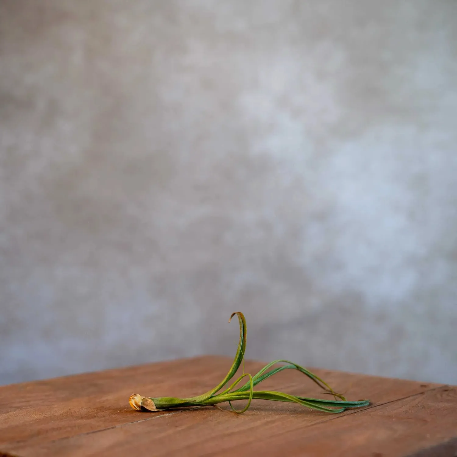 Airplantshop Tillandsia Balbisiana plante aérienne small feuilles