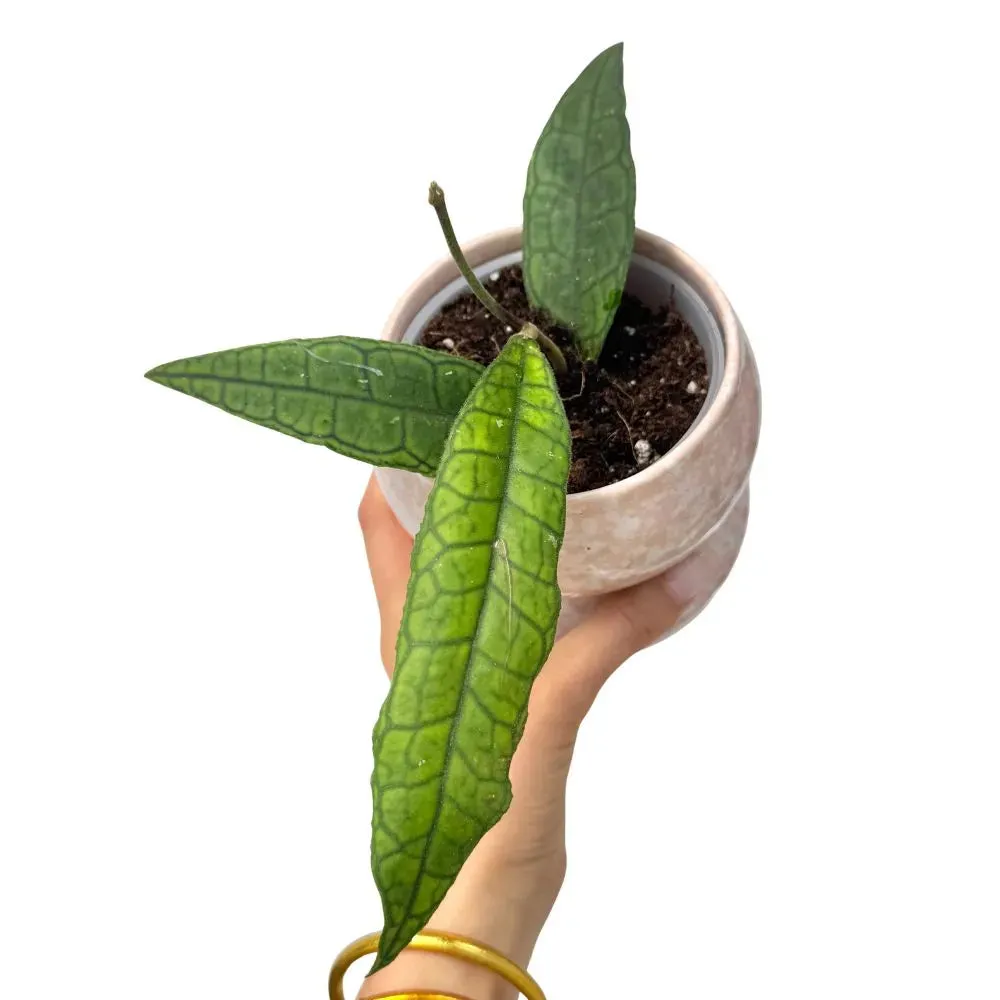 Plant and Stories Hoya finlaysonii plante pot 9cm feuilles nervurées