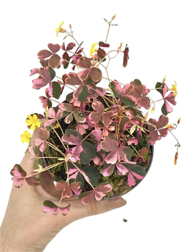 Plant and Stories Plum Crazy oxalis pourpre pot 10 cm