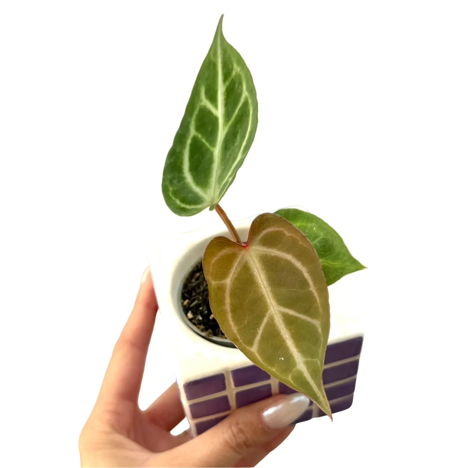Plant and Stories Crystallinum anthurium pot 6 cm velours