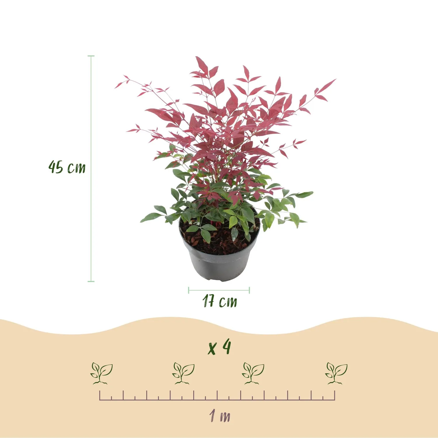 Plant and Stories Nandina bambou sacré 2 plants pot 17 cm