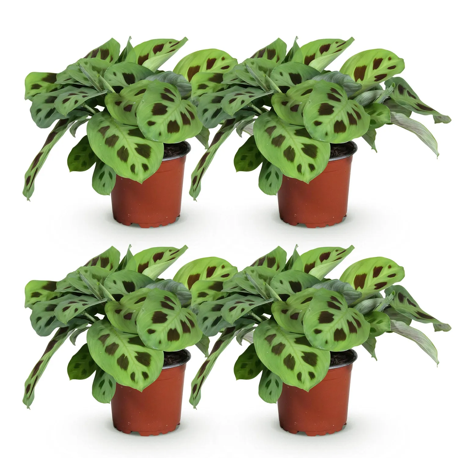 Plant and Stories Maranta Fascinator Kerchoveana pot 12 cm