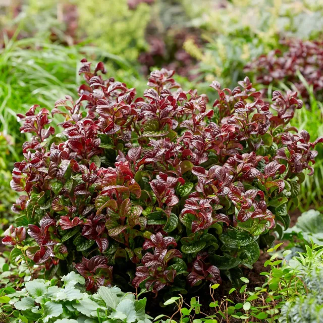 Plant and Stories Leucothoé Curly Red arbuste 1 plant persistant