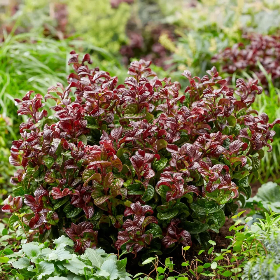 Plant and Stories Leucothoé Curly Red arbuste 1 plant persistant
