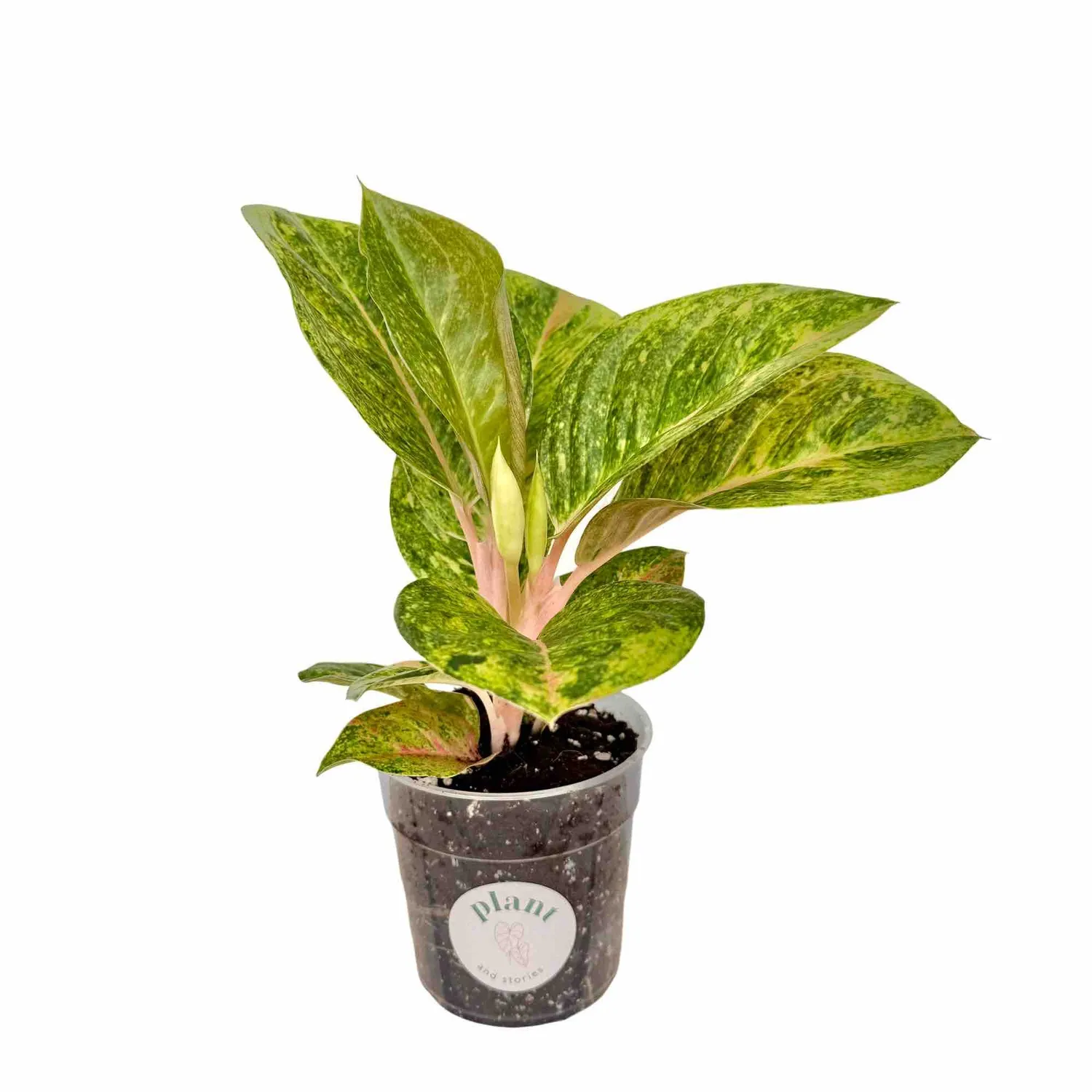 Plant and Stories Aglaonema Apple Green plante verte pot 12 cm