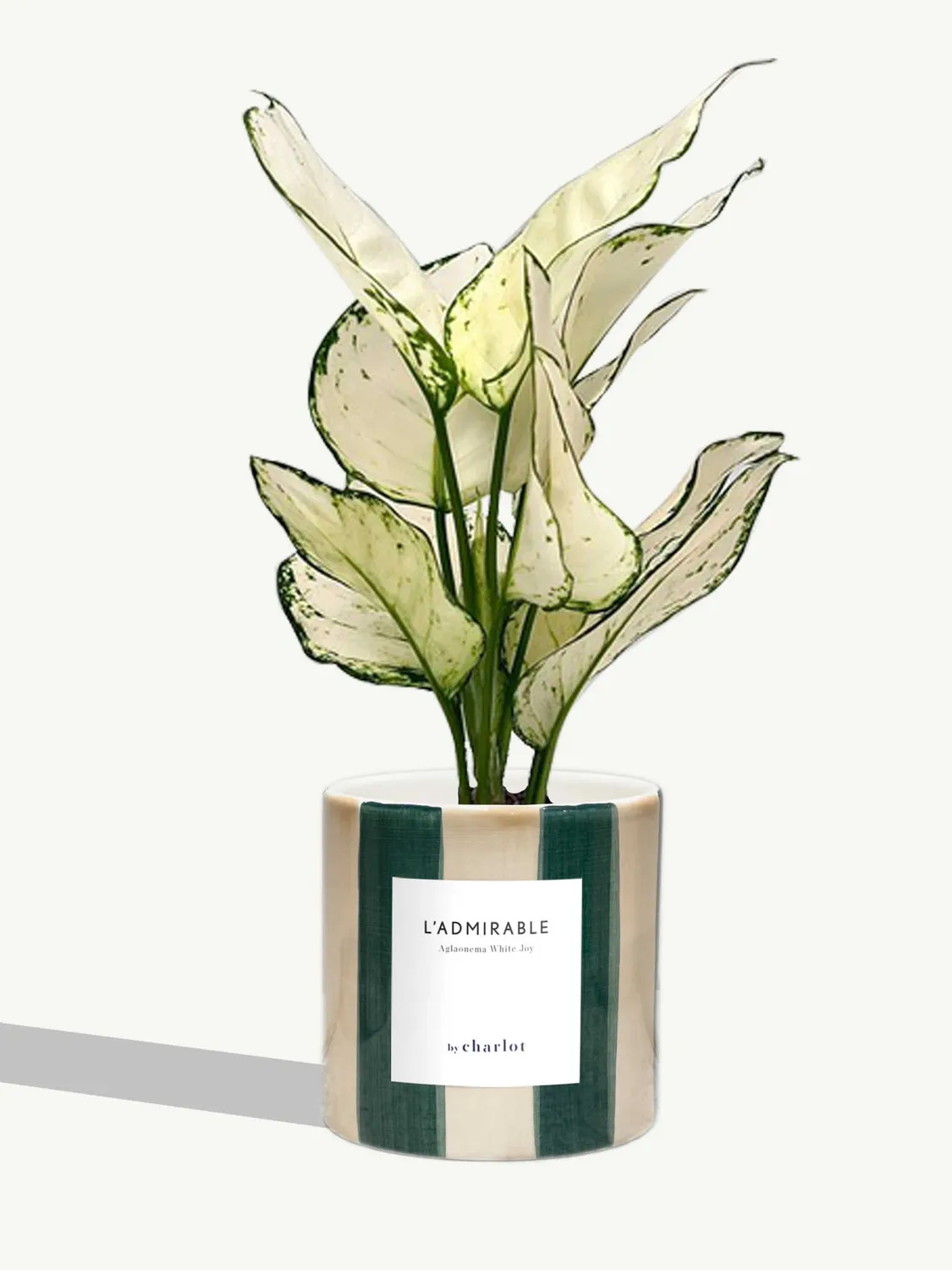 By Charlot L'Admirable Aglaonema White Joy 30-35 cm pot S
