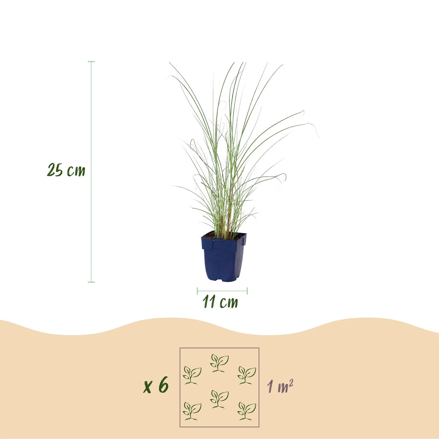 Plant and Stories Miscanthus Morning Light graminée 6 plants pot 11 cm