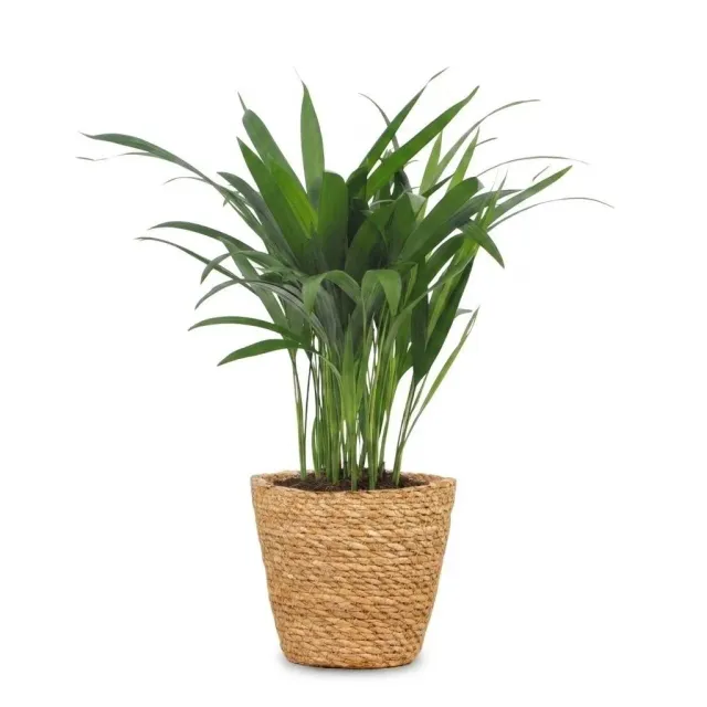 Plant and Stories Areca Lutescens palmier 12cm 1 plante panier