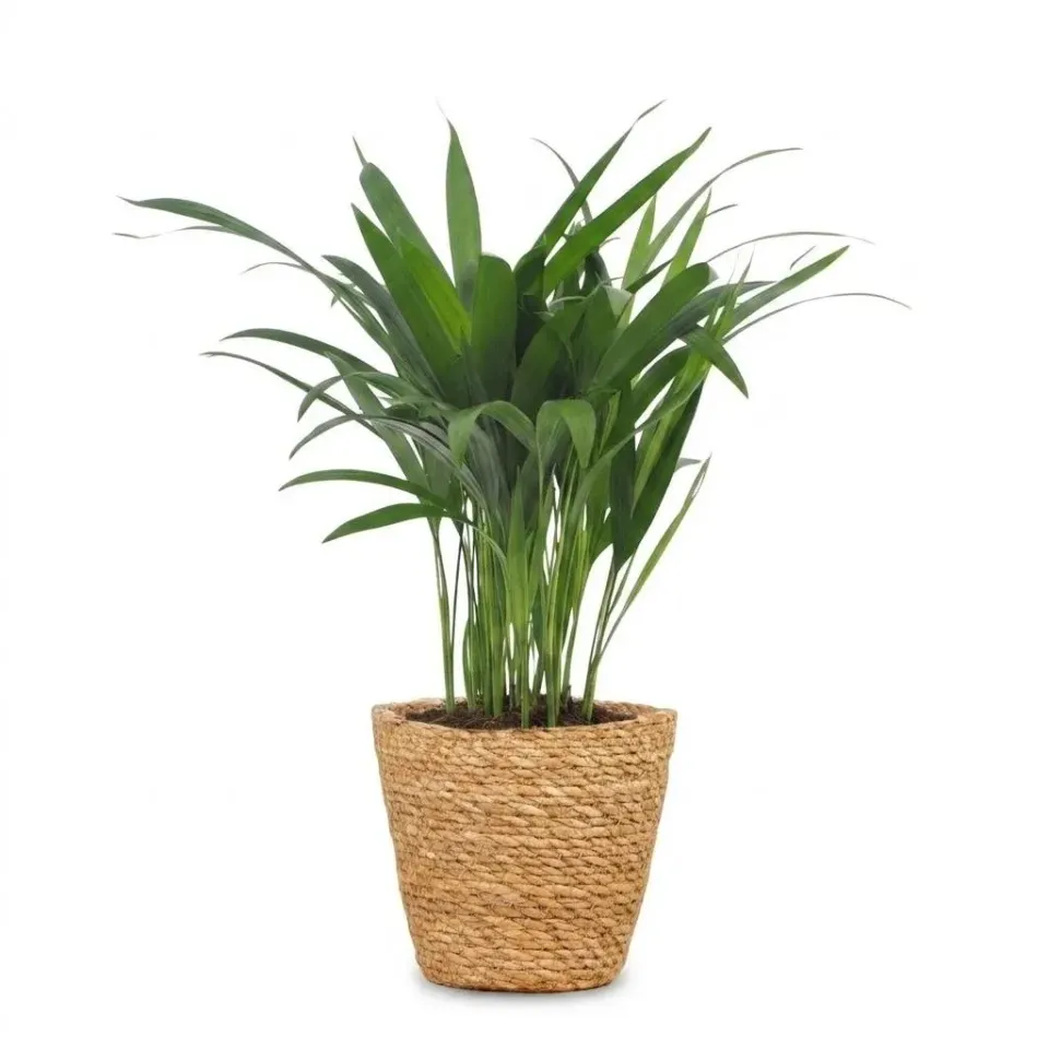 Plant and Stories Areca Lutescens palmier 12cm 1 plante panier