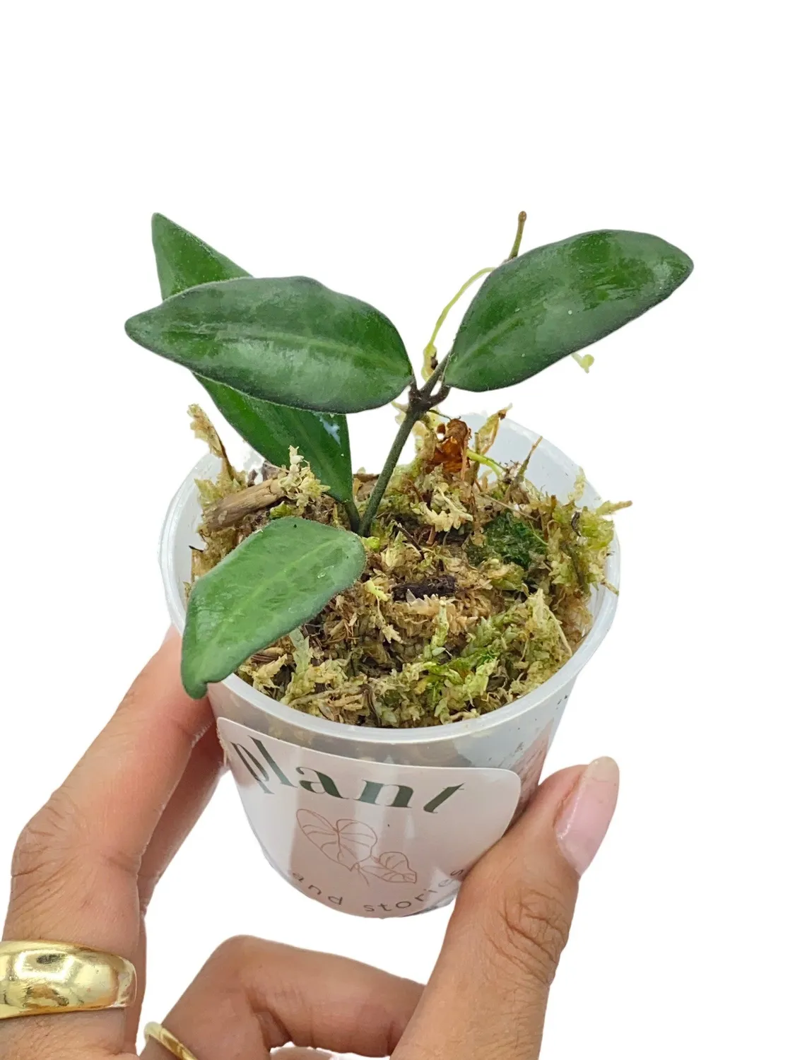Plant and Stories Hoya Rosita plante 6 cm fleurs parfumées