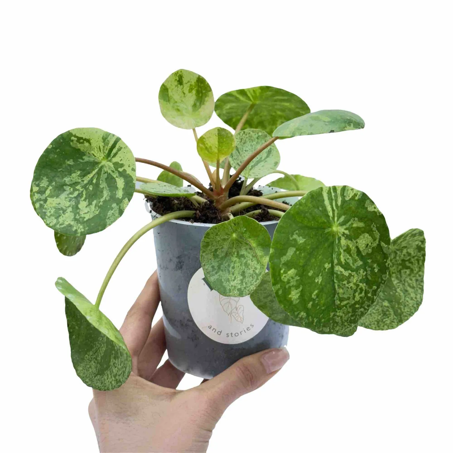 Plant and Stories Pilea Mojito plante pot 12cm marbrée