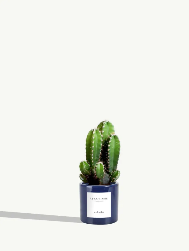 By Charlot Le Capitaine cactus miniature pot 6 cm