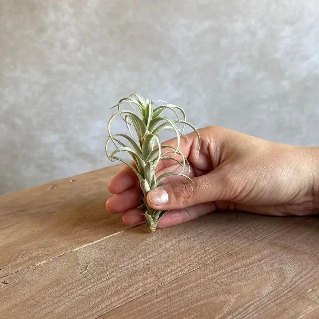 Airplantshop Tillandsia nana plante aérienne 10 cm rare