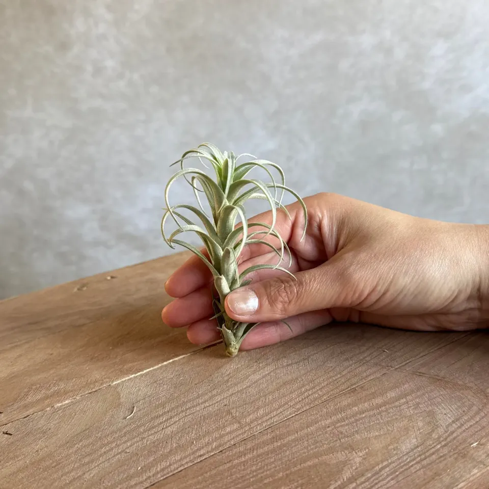 Airplantshop Tillandsia nana plante aérienne 10 cm rare
