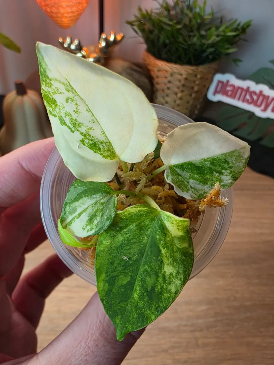 plant.ess Papillilaminum x BVEP x RVDP anthurium blanc 5 feuilles