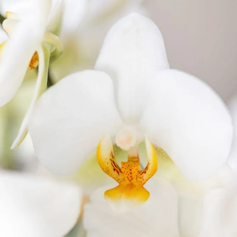 Plant and Stories Phalaenopsis Diamond orchidée pot 9 cm surprise