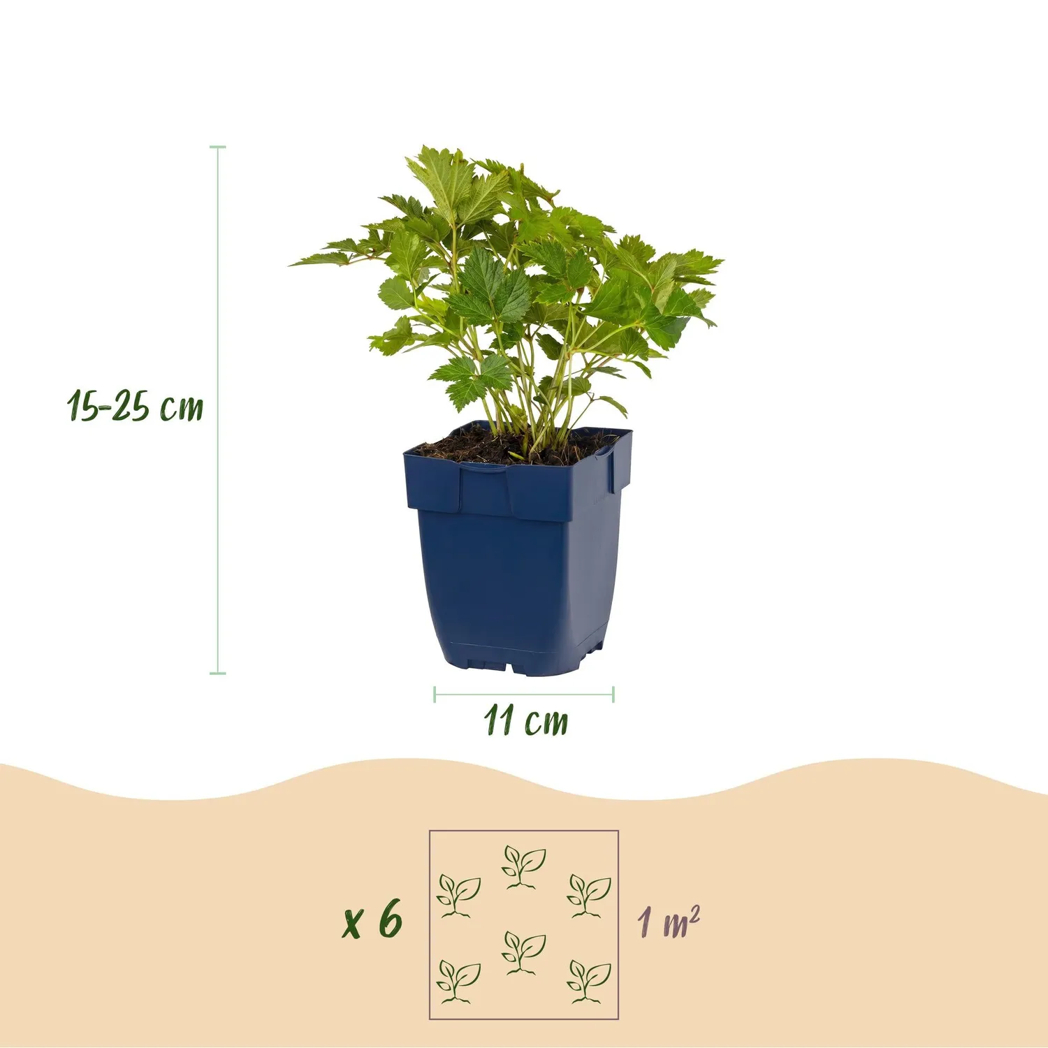 Plant and Stories Astilbe Pumila Vivace Ombre Pot 11cm 1 Plant
