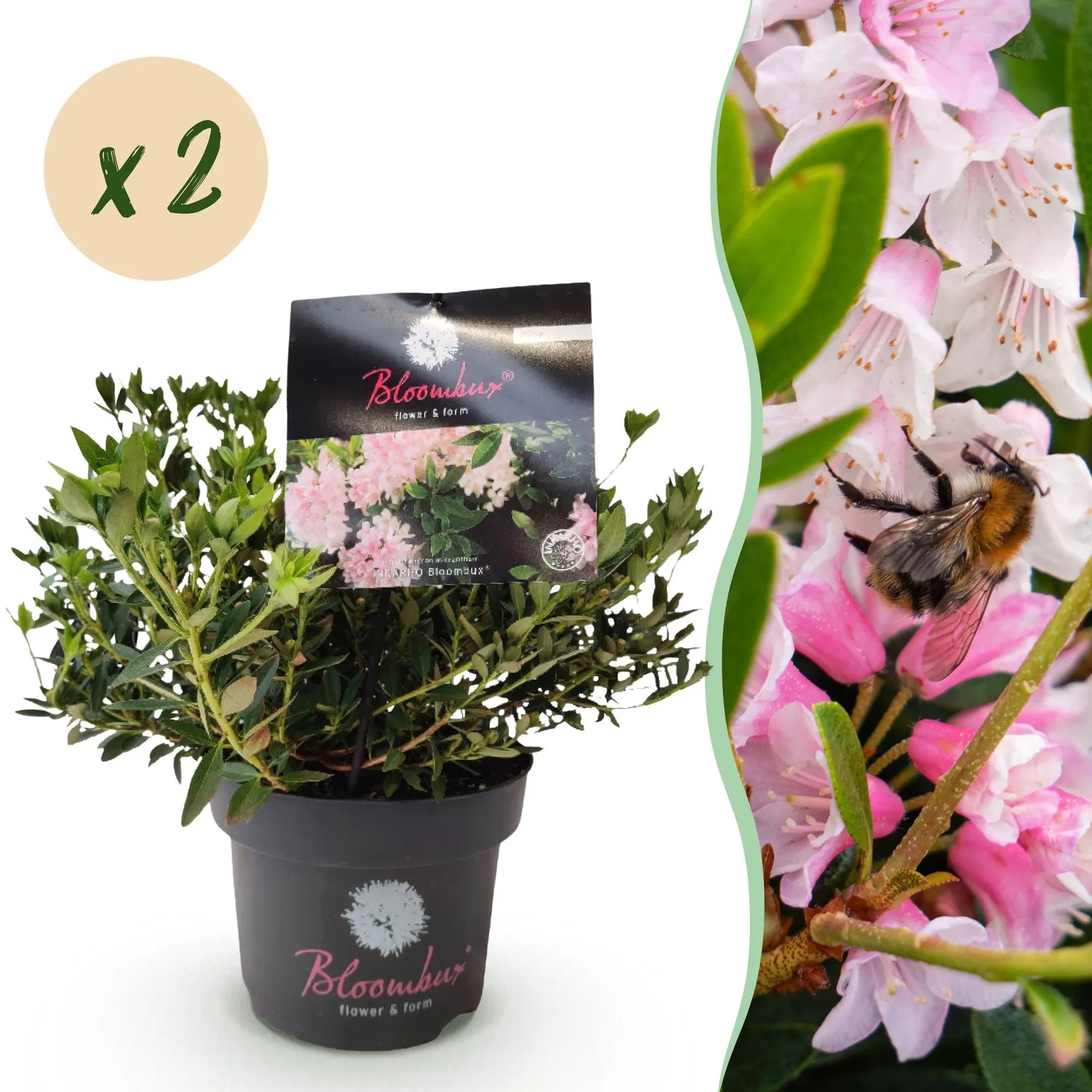 Plant and Stories Rhododendron Bloombux Rose Clair arbuste 1 plant rose