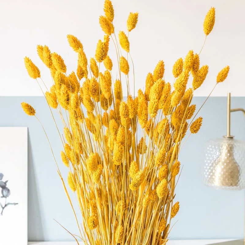 Réconciliation Végétale phalaris ocre bouquet fleurs séchées 200g durable