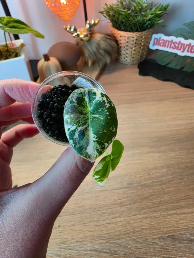 plant.ess Alocasia Black Velvet plante rose 2 feuilles panachée