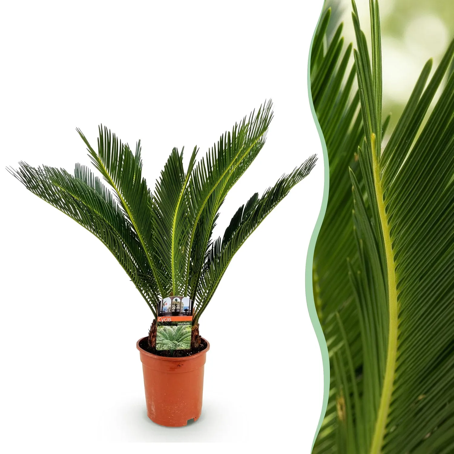 Plant and Stories Cycas Revoluta palmier 1 plante 17cm
