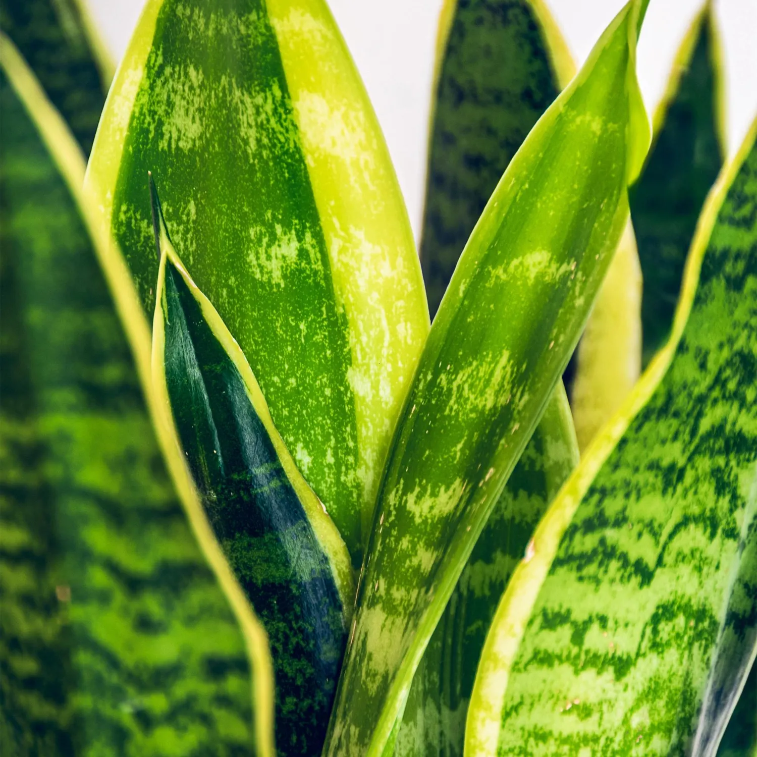 Plant and Stories Sansevieria Laurentii lot 2 pot 17cm