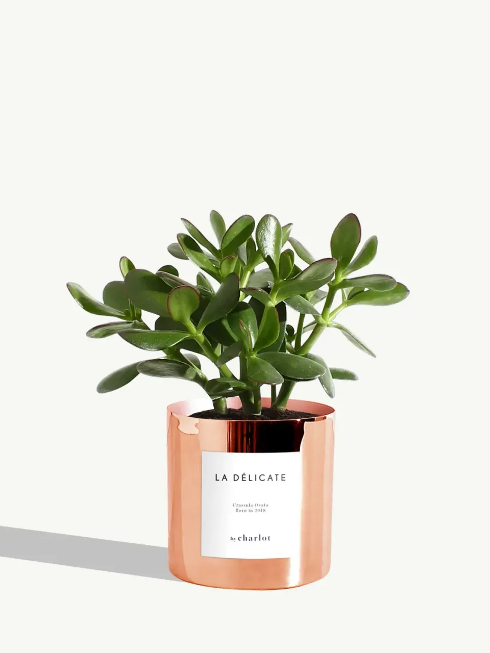 By Charlot La Délicate crassula pot cuivre 10 cm
