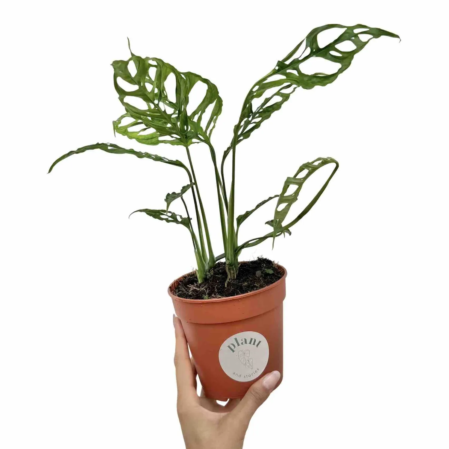 Plant and Stories Monstera Obliqua Peru plante d'intérieur pot 6cm dentelle
