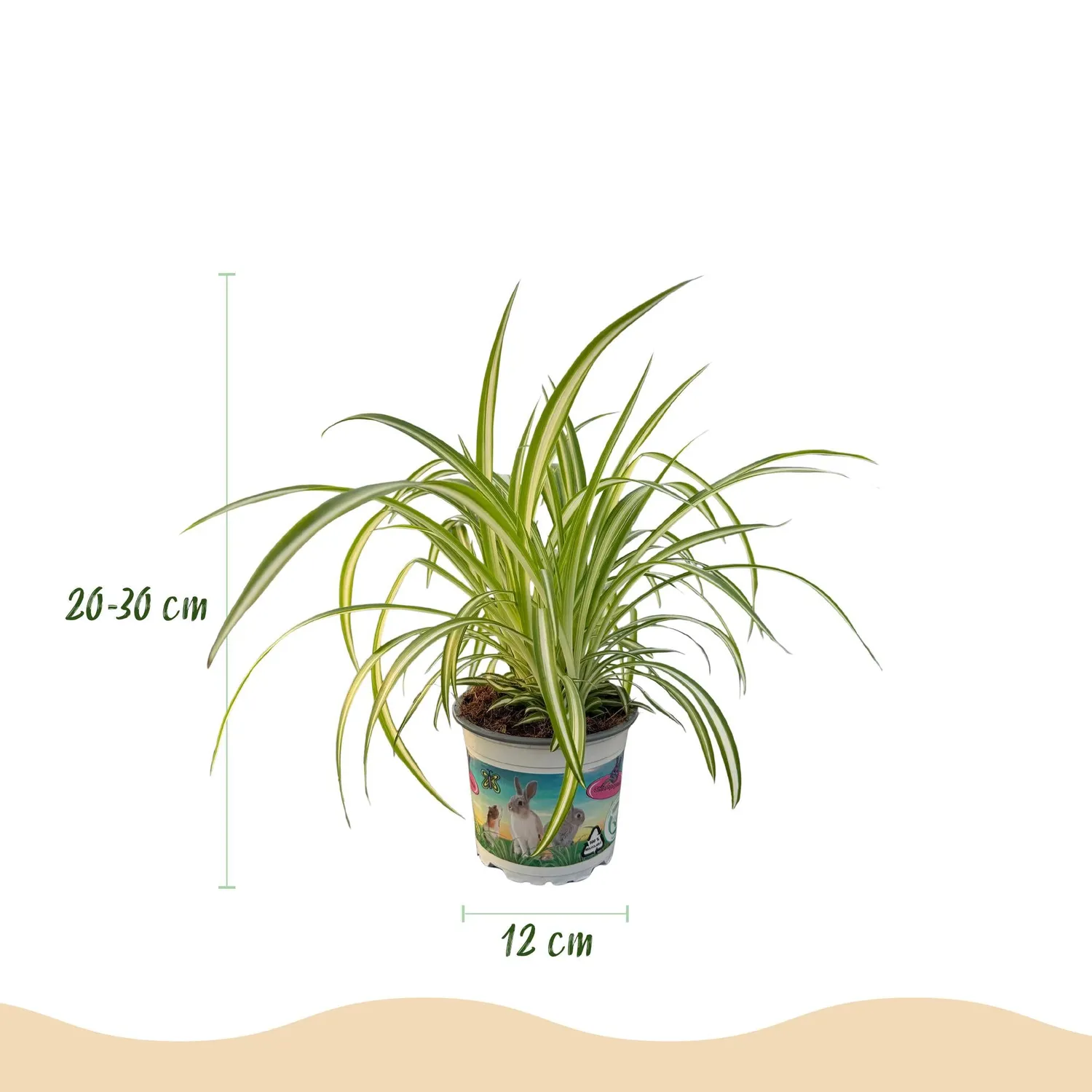 Plant and Stories Cyperus Calissia Chlorophytum plantes pot 12 cm blanc