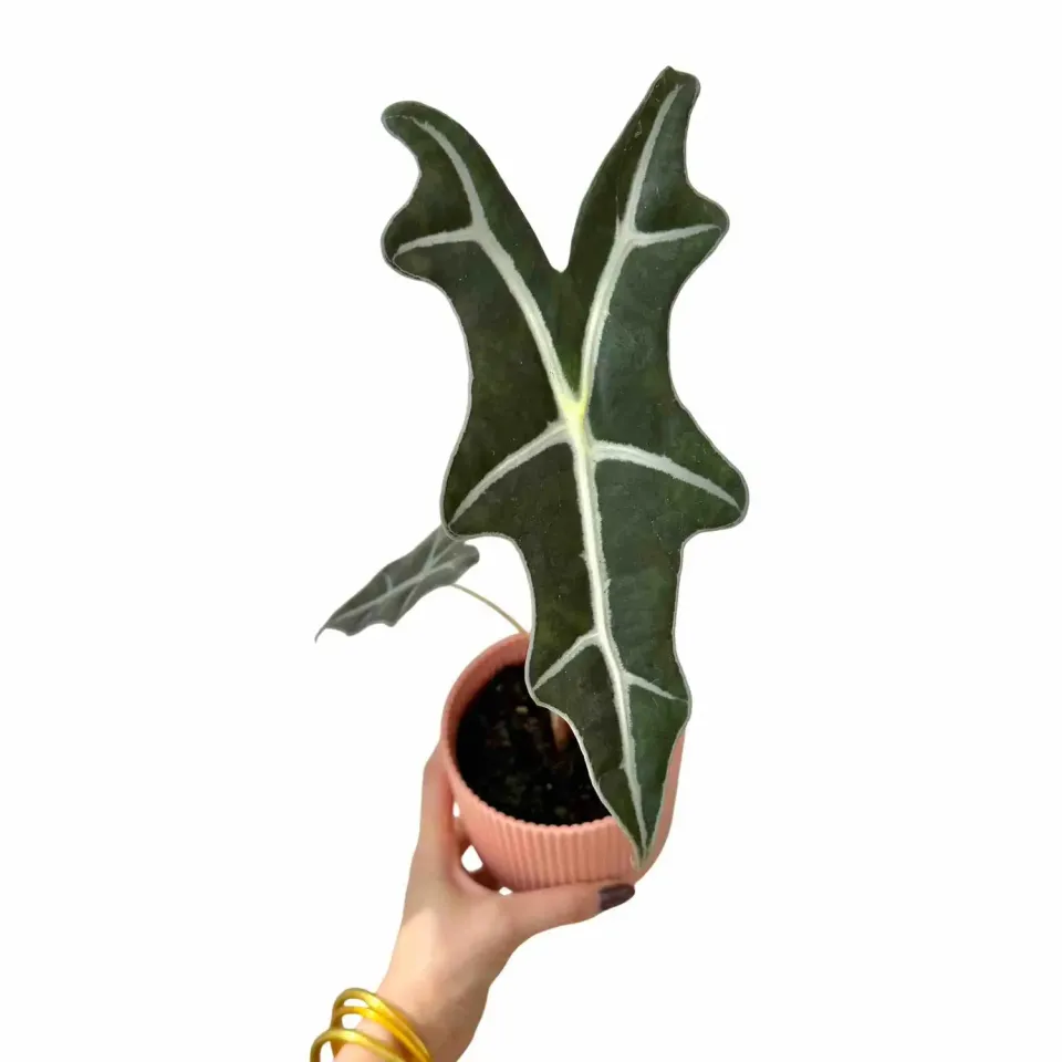 PLANT AND STORIES Alocasia Sanderiana Nobilis plante pot 10,5cm