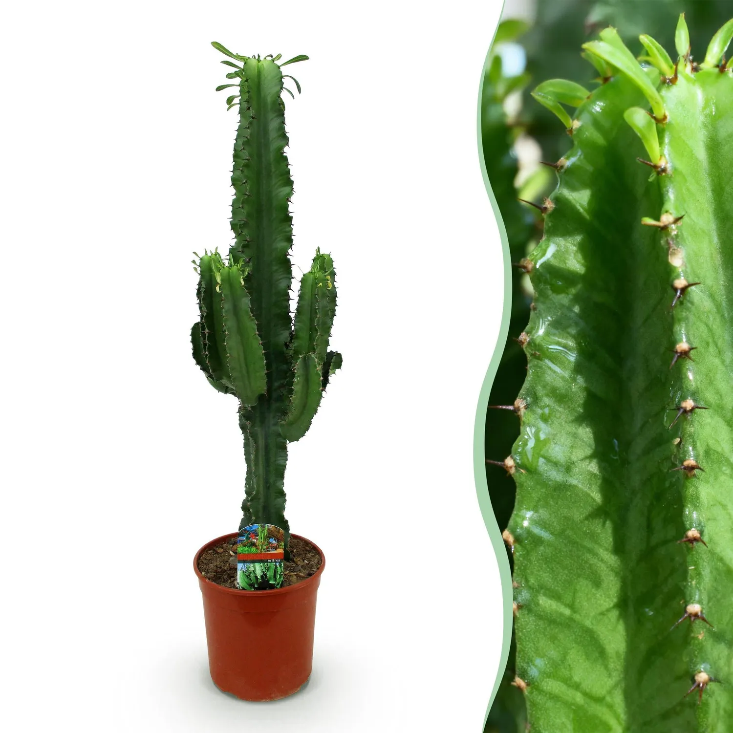 Plant and Stories Euphorbia Eritrea arbre à lait pot 19 cm 70 cm