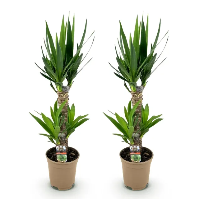Plant and Stories Yucca Elephantipes plante 75 cm pot 17 cm robuste