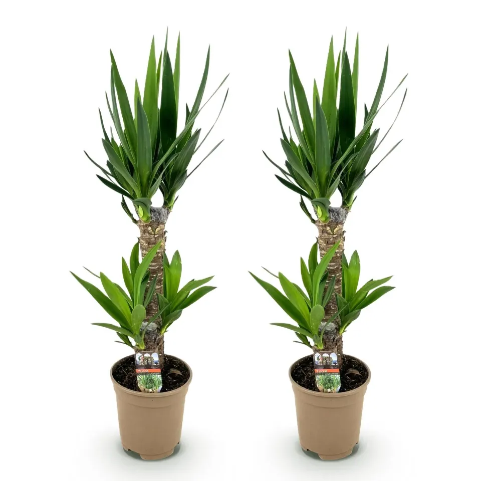 Plant and Stories Yucca Elephantipes plante 75 cm pot 17 cm robuste