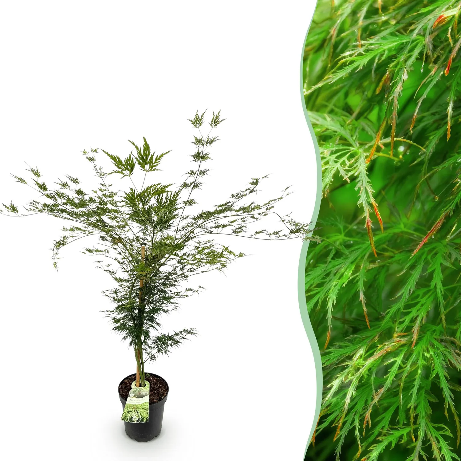 Plant and Stories Emerald Lace érable du Japon pot 26 cm dentelé