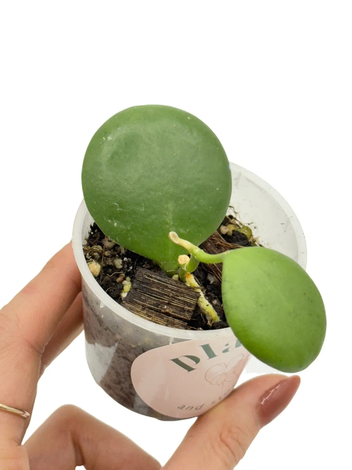 Plant and Stories Hoya Kastbergii plante d'intérieur pot 6 cm velouté