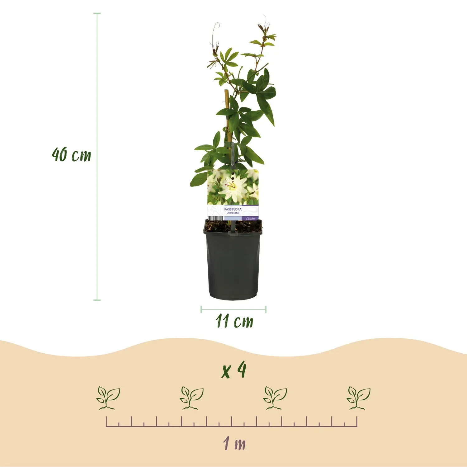 Plant and Stories Passiflore Avalanche plante grimpante lot 2