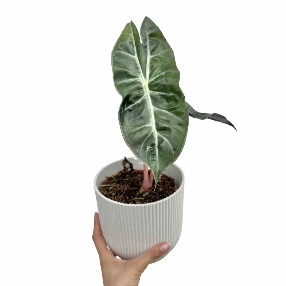 Plant and Stories Alocasia Pink Dragon plante intérieur pot 6 cm