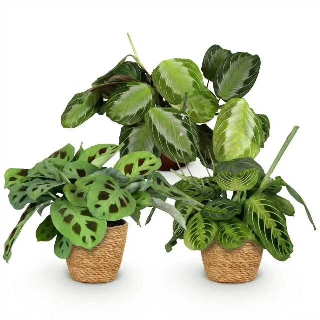 Plant and Stories Maranta Mix Silverband Lemon Lime pot 12cm pet-friendly