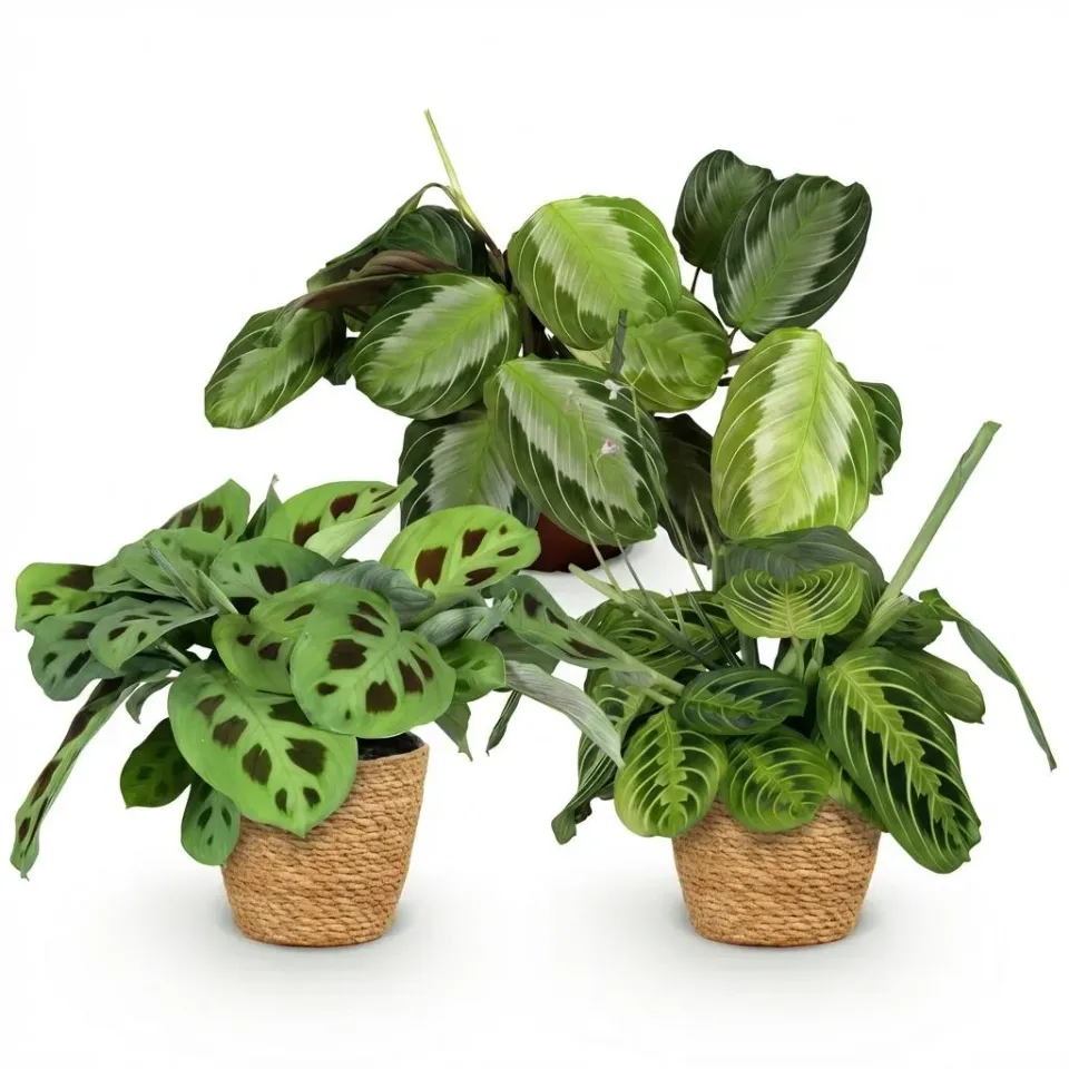 Plant and Stories Maranta Mix Silverband Lemon Lime pot 12cm pet-friendly
