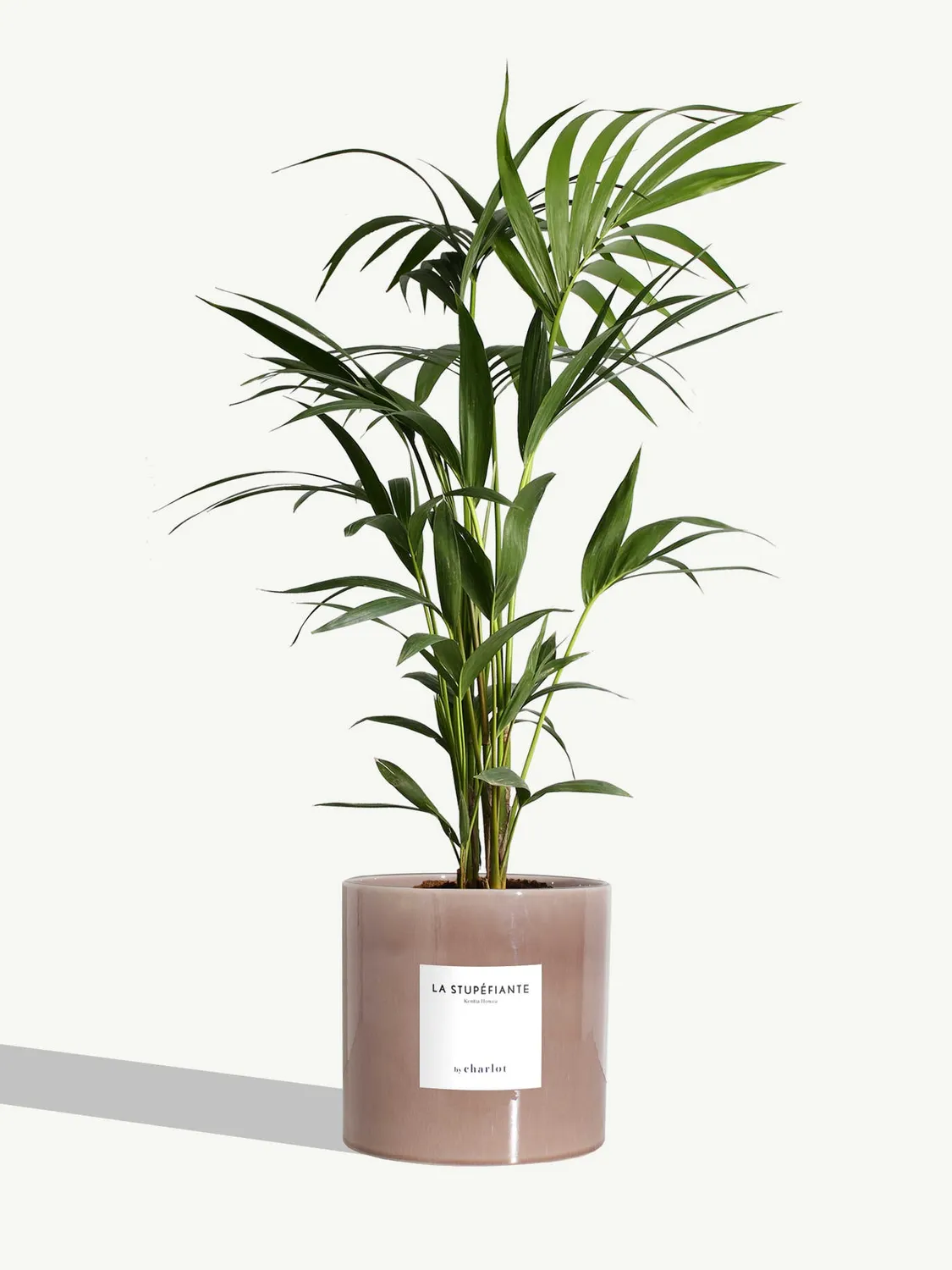 By Charlot La Stupéfiante palmier Kentia grande plante