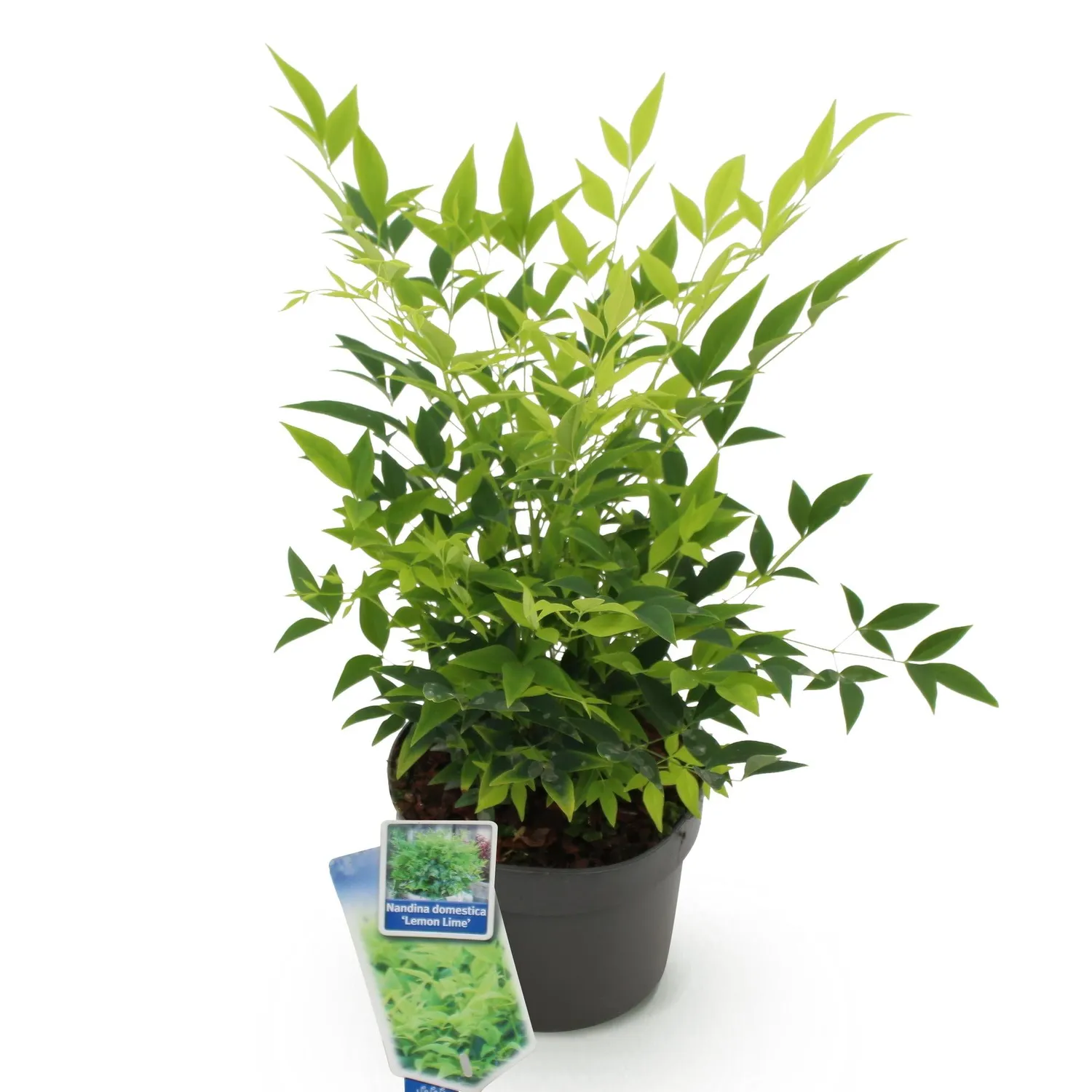 Plant and Stories Nandina Lemon Lime arbuste pot 17 cm persistant