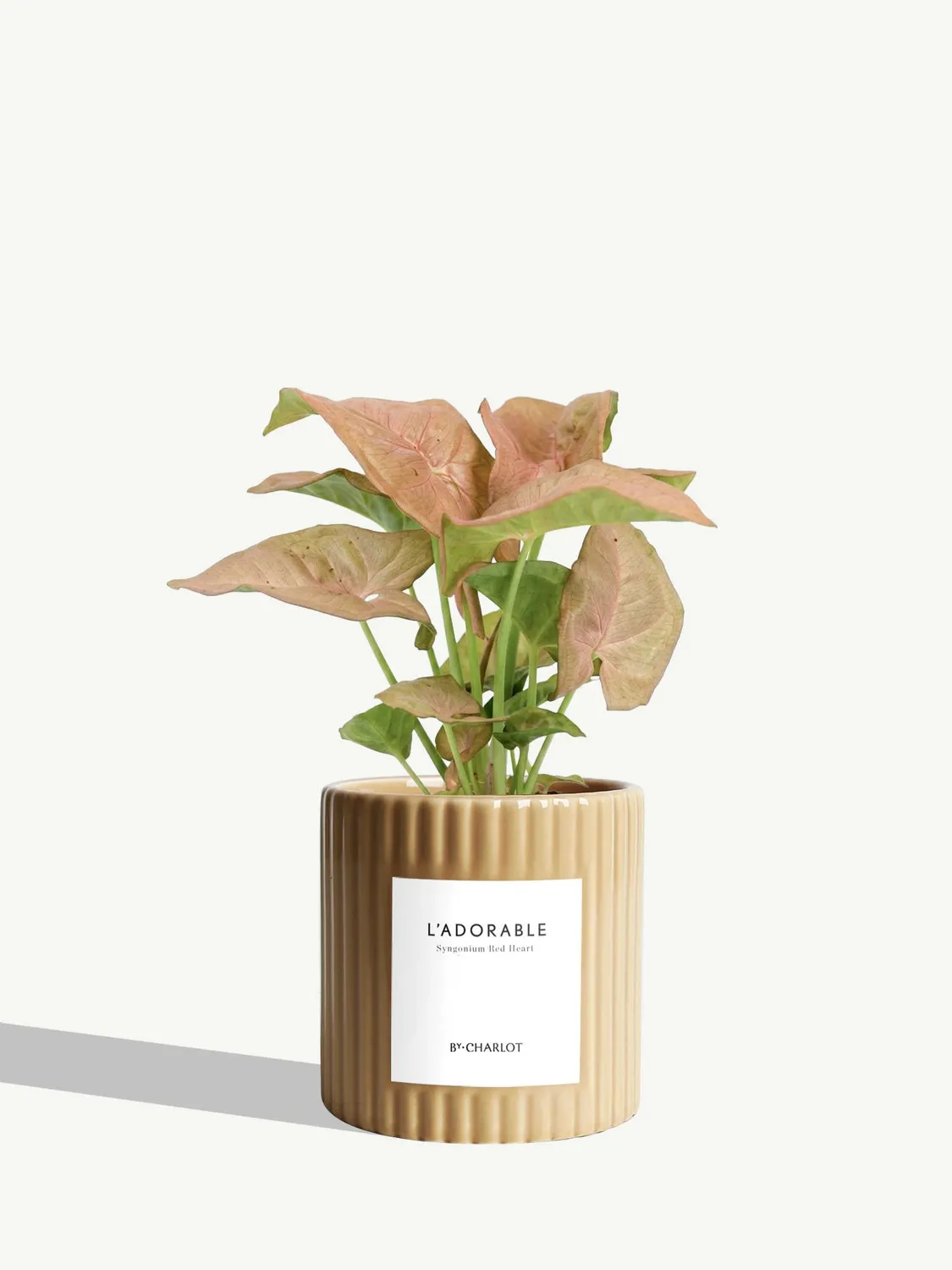 By Charlot L'Adorable Syngonium plante pot 10 cm
