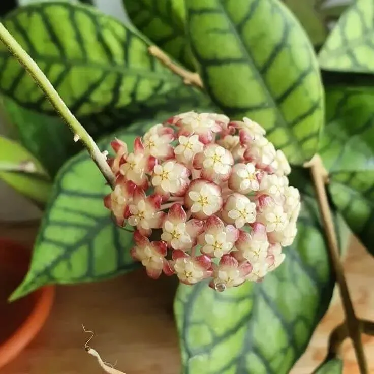 Plant and Stories Hoya Callistophylla plante pot 6 cm feuilles nervurées